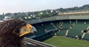 Rufus der Wimbledon-Adler